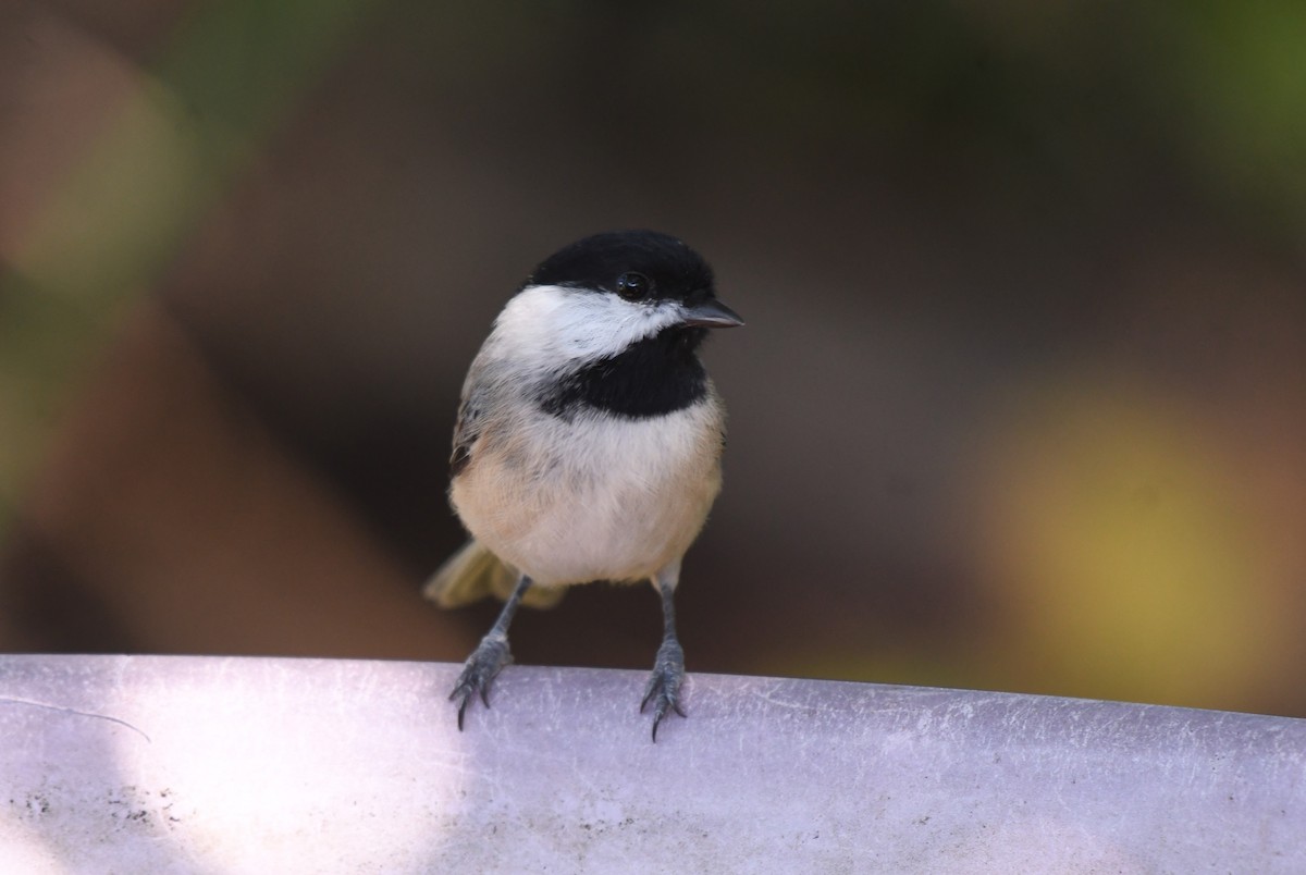Carolina Chickadee - ML645283038