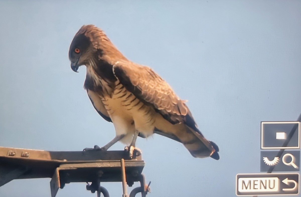 Beaudouin's Snake-Eagle - ML645283039