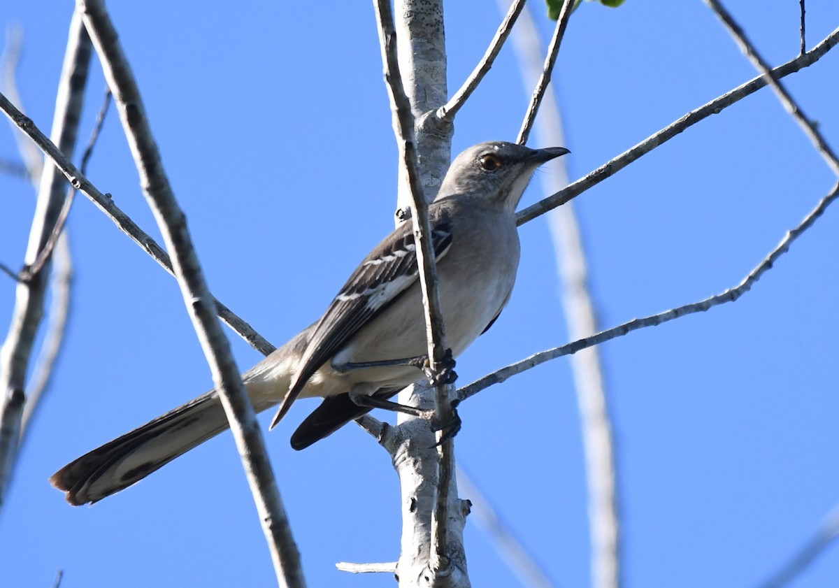 Northern Mockingbird - ML645283052