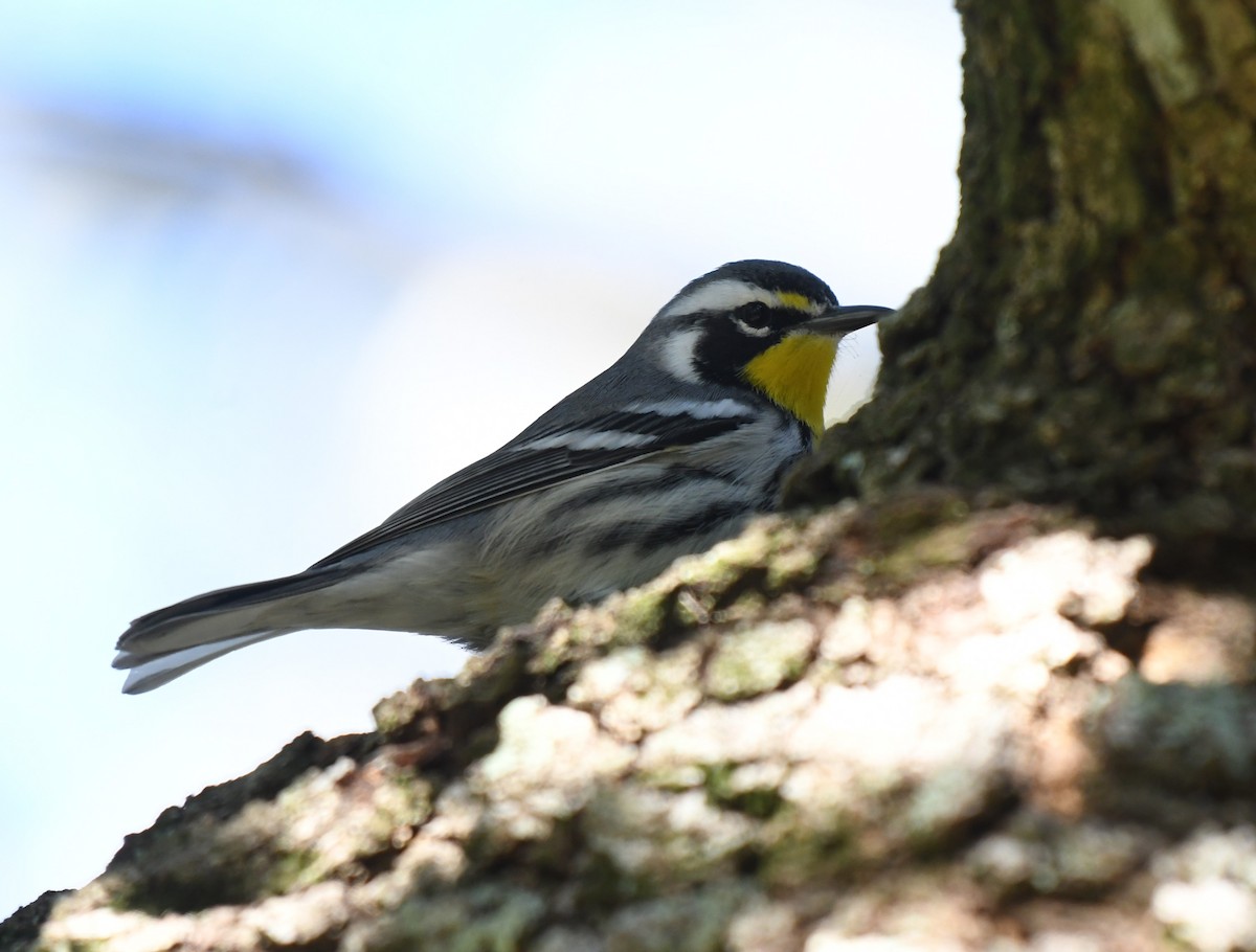 Goldkehl-Waldsänger - ML645283083