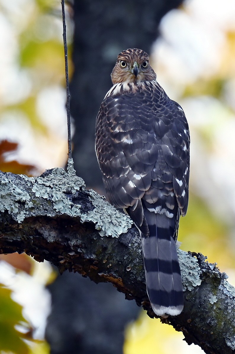 Cooper's Hawk - ML645283107