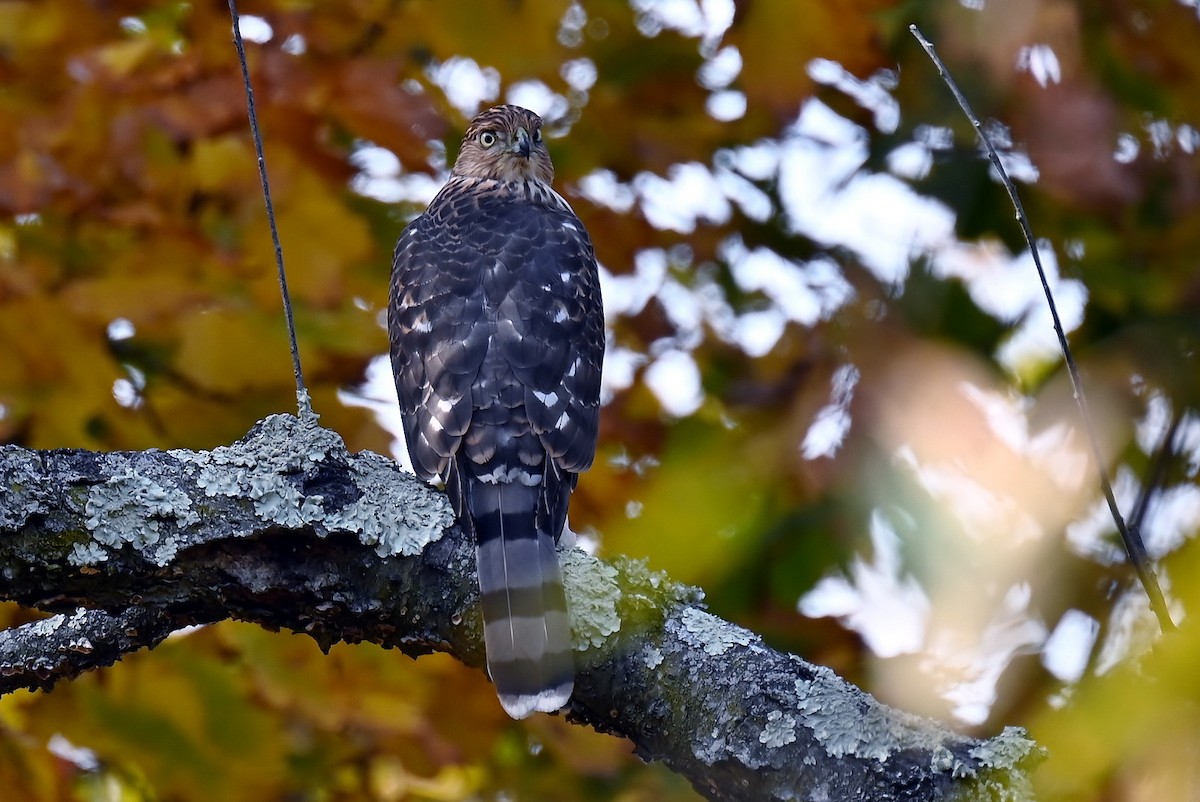 Cooper's Hawk - ML645283108