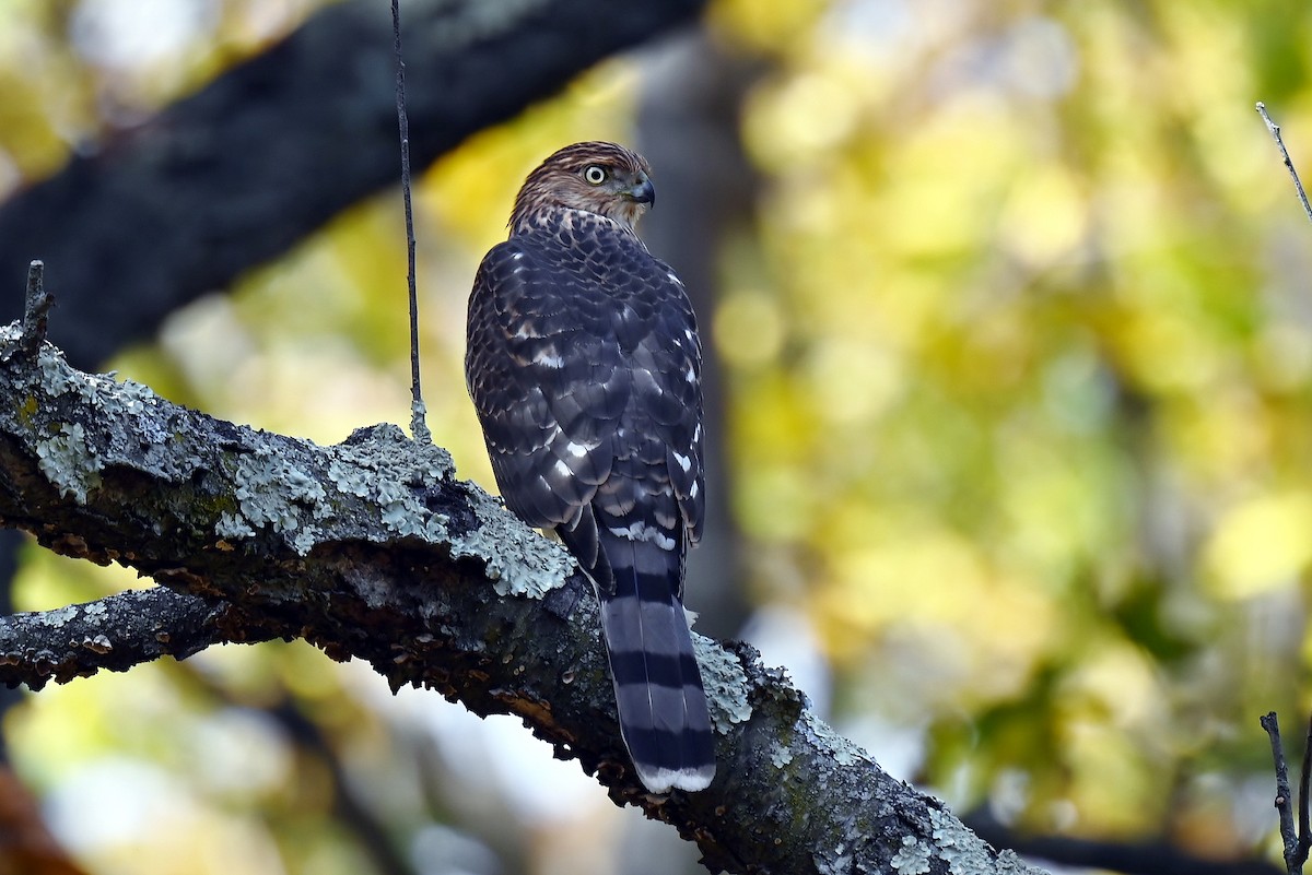 Cooper's Hawk - ML645283109
