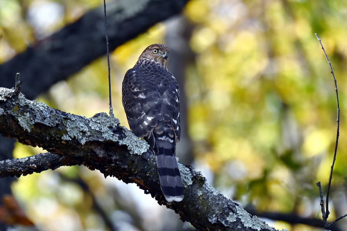 Cooper's Hawk - ML645283110