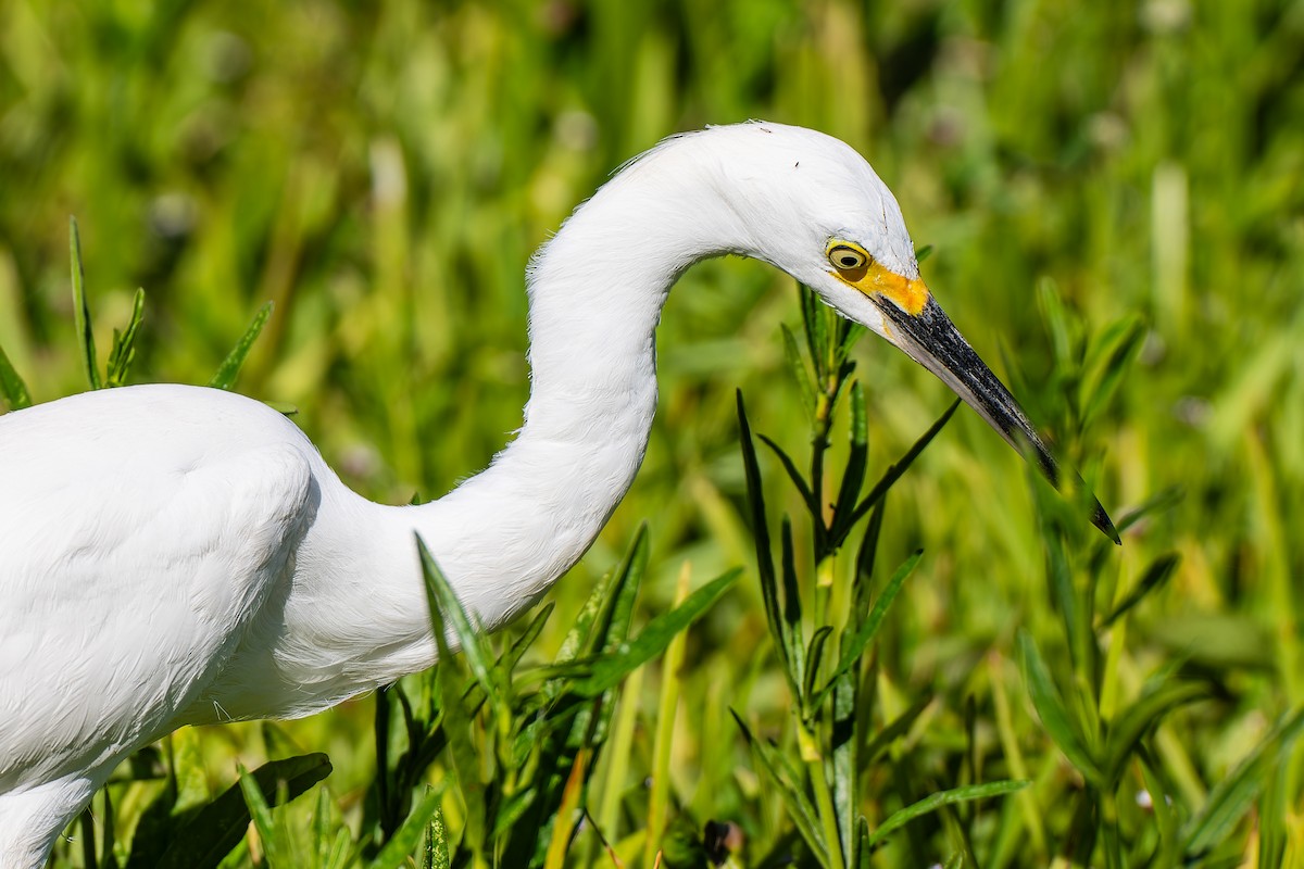 Snowy Egret - ML645283111