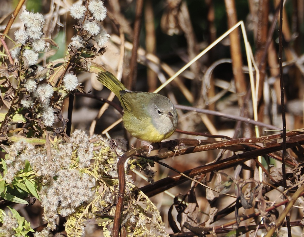 MacGillivray's Warbler - ML645283116
