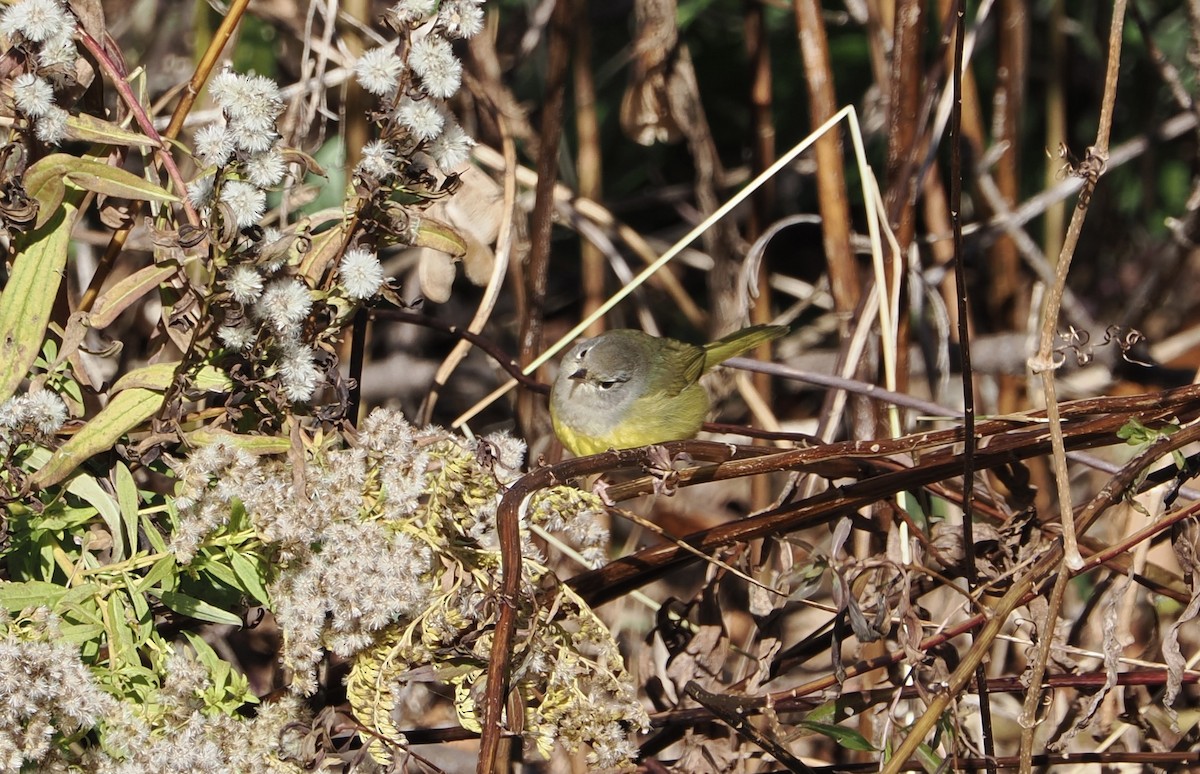 MacGillivray's Warbler - ML645283117