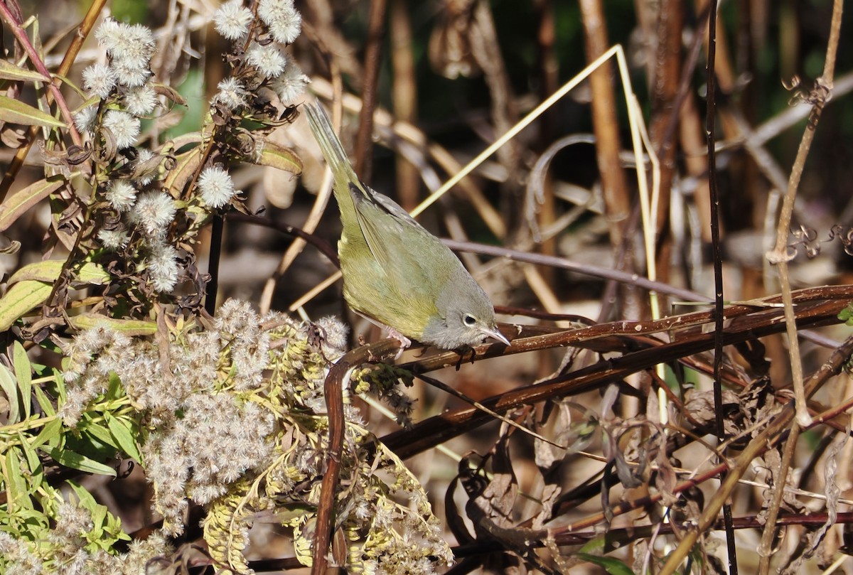 MacGillivray's Warbler - ML645283118