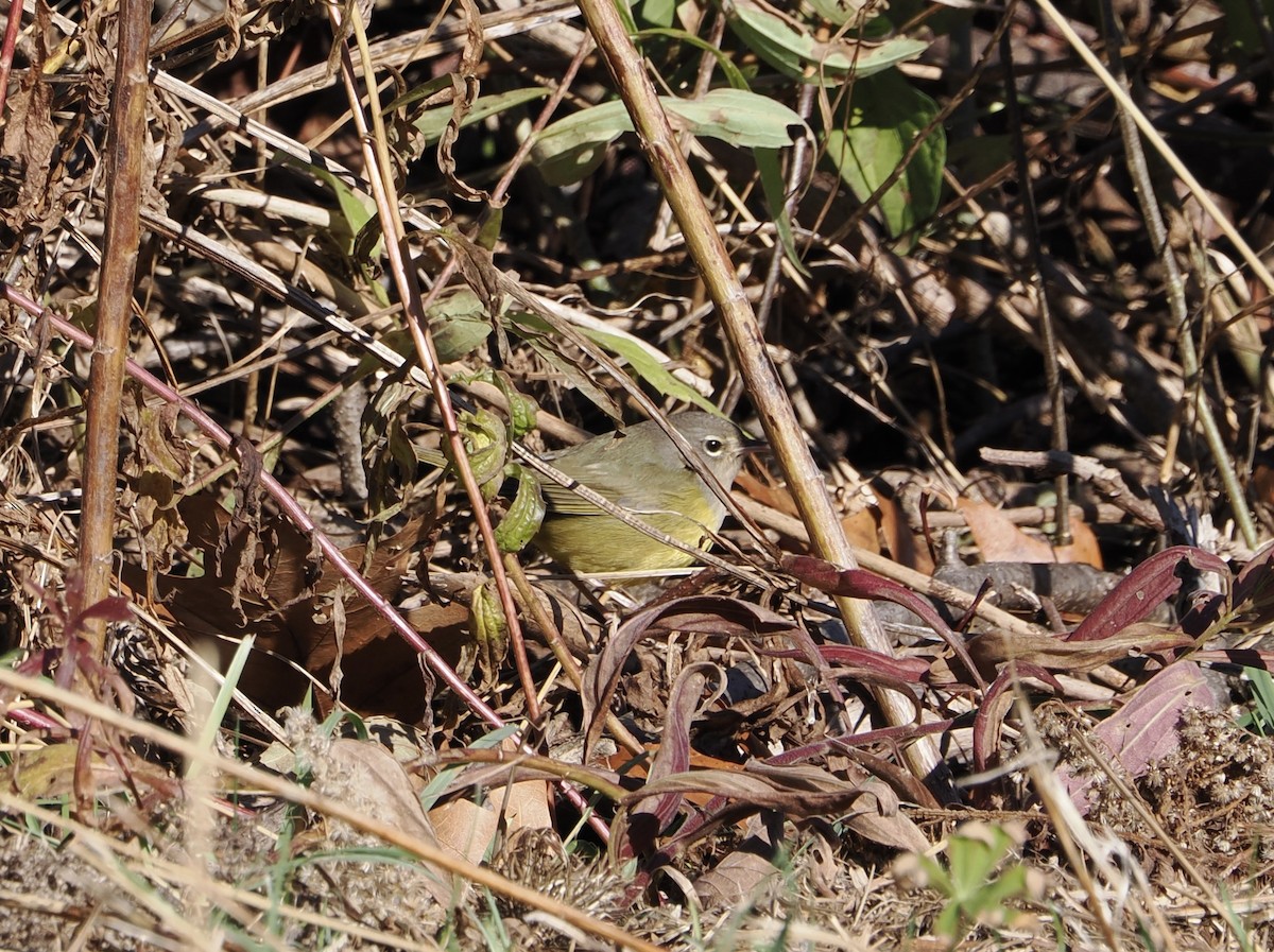 MacGillivray's Warbler - ML645283119