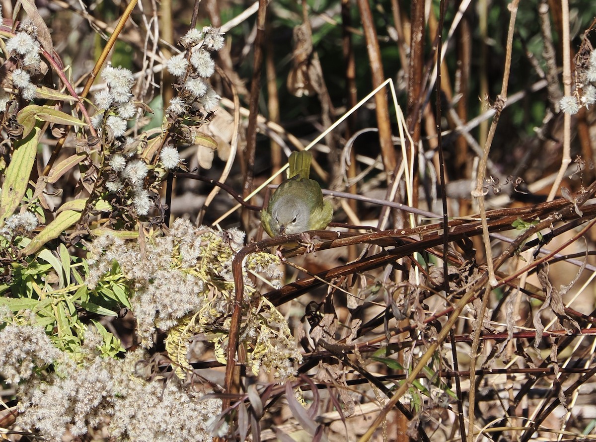 MacGillivray's Warbler - ML645283120