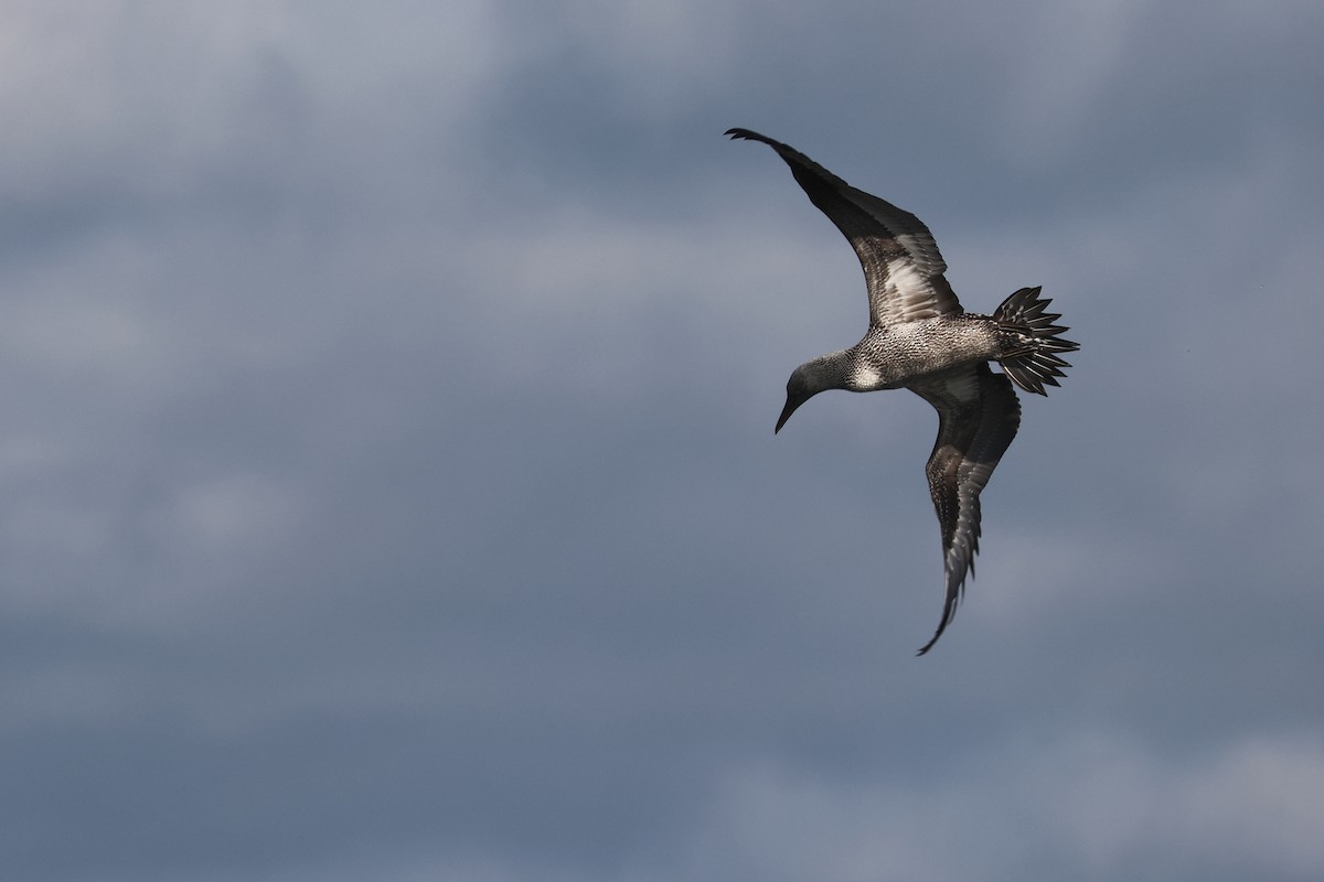 Alcatraz Atlántico - ML645283179