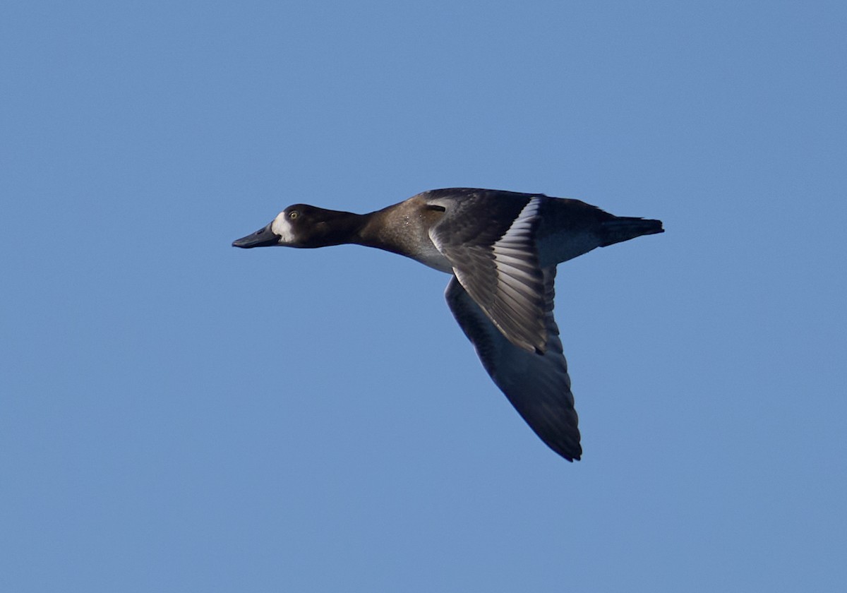 スズガモ - ML645283185