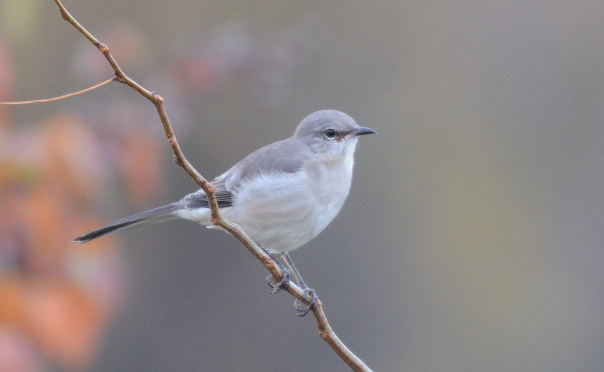Northern Mockingbird - ML645283195