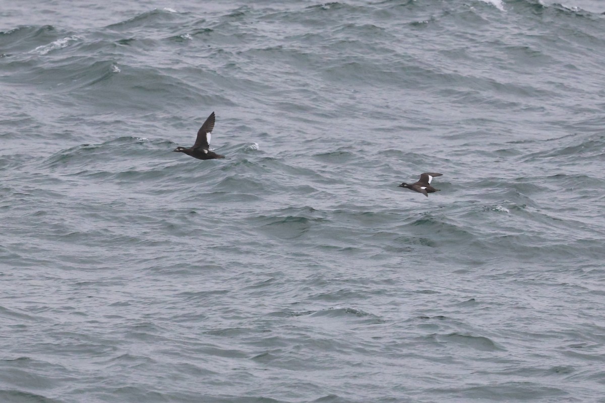 Ak Kanatlı Kadife Ördek - ML645283231