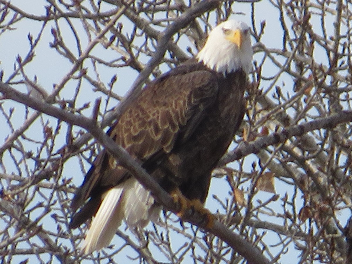 orel bělohlavý - ML645283236