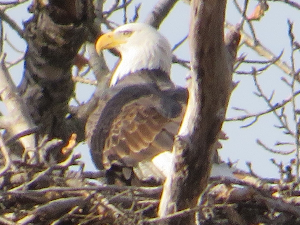 orel bělohlavý - ML645283237