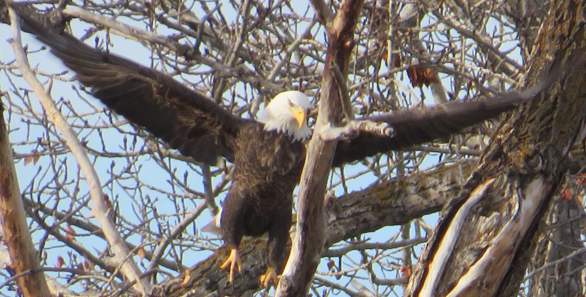 orel bělohlavý - ML645283238