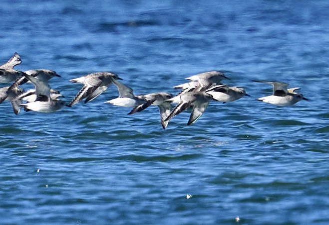 Red Knot - ML645283240