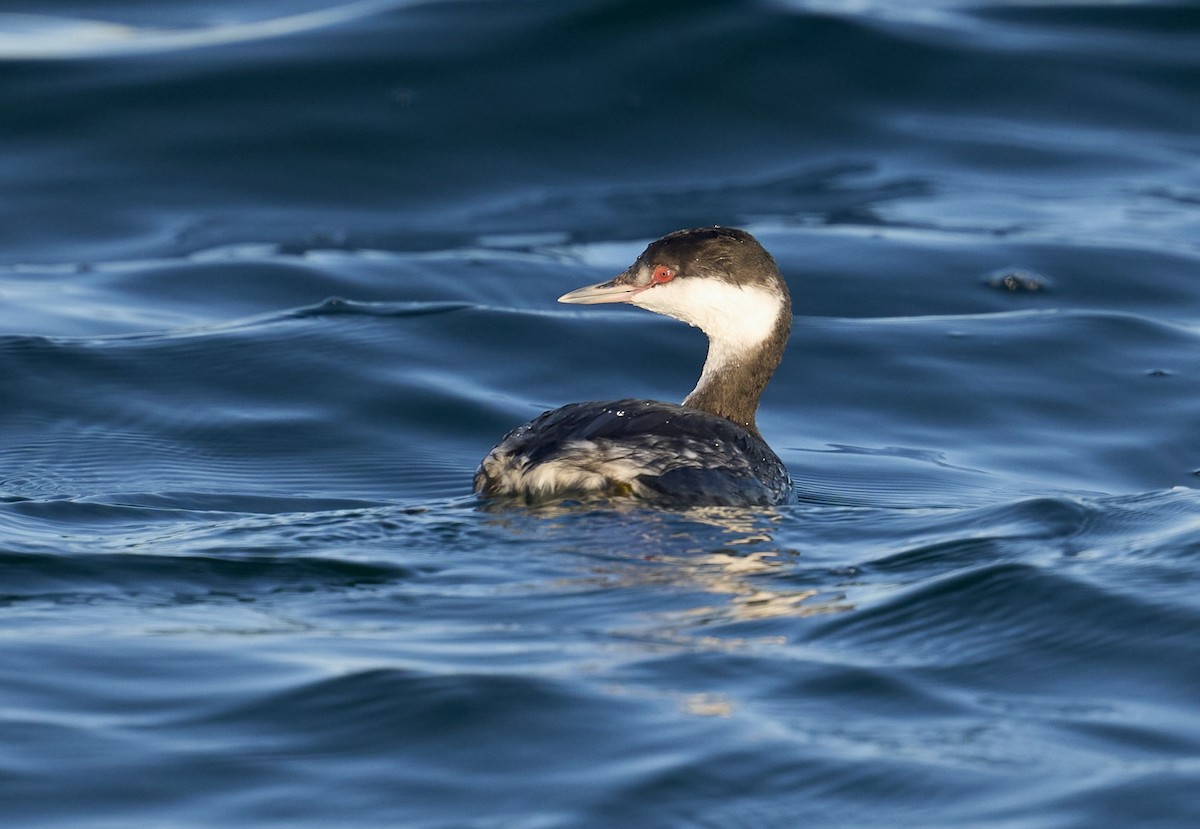 Zampullín Cuellirrojo - ML645283260