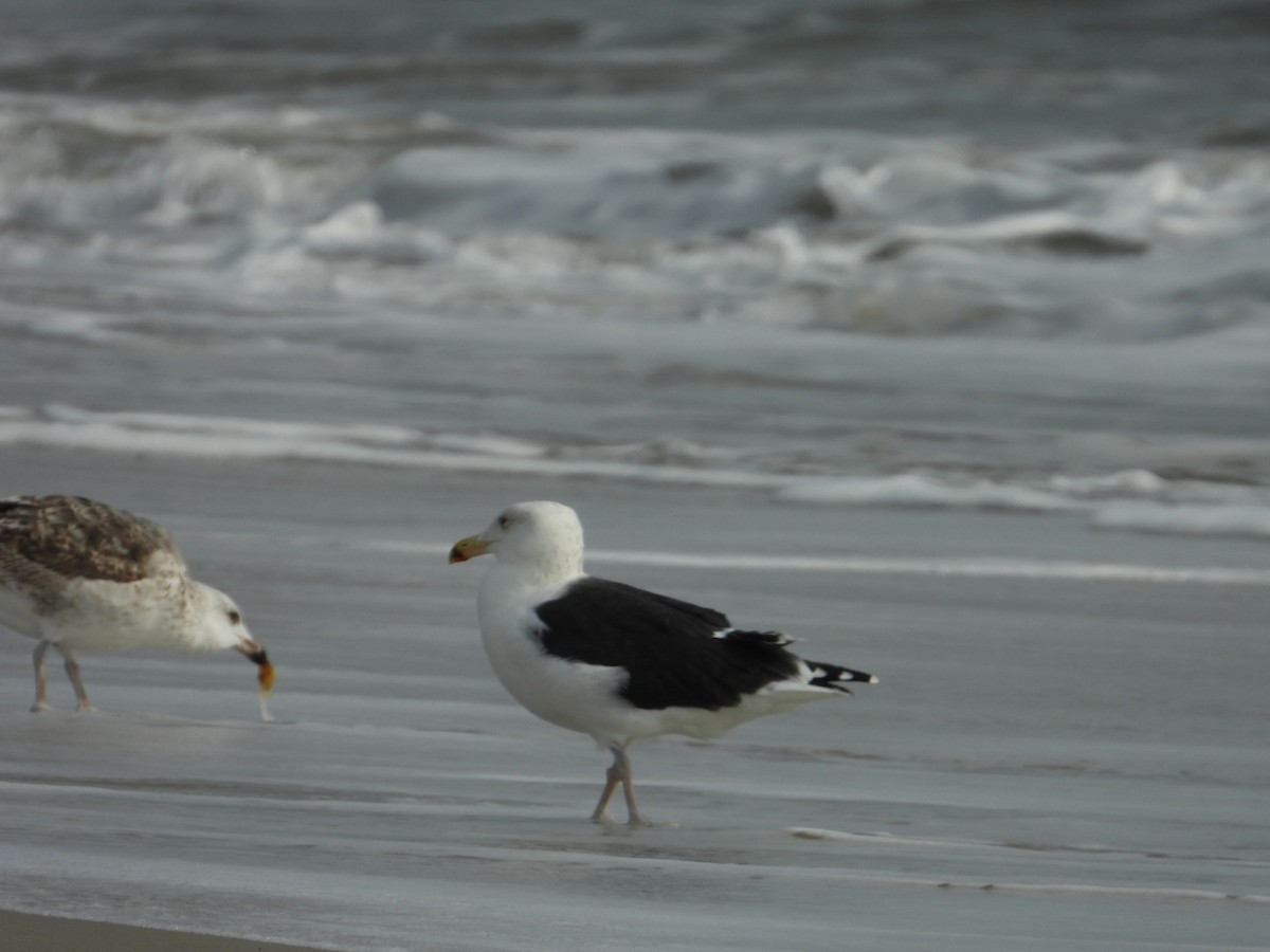 Büyük Kara Sırtlı Martı - ML645283273