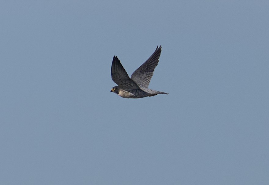Peregrine Falcon - ML645283277