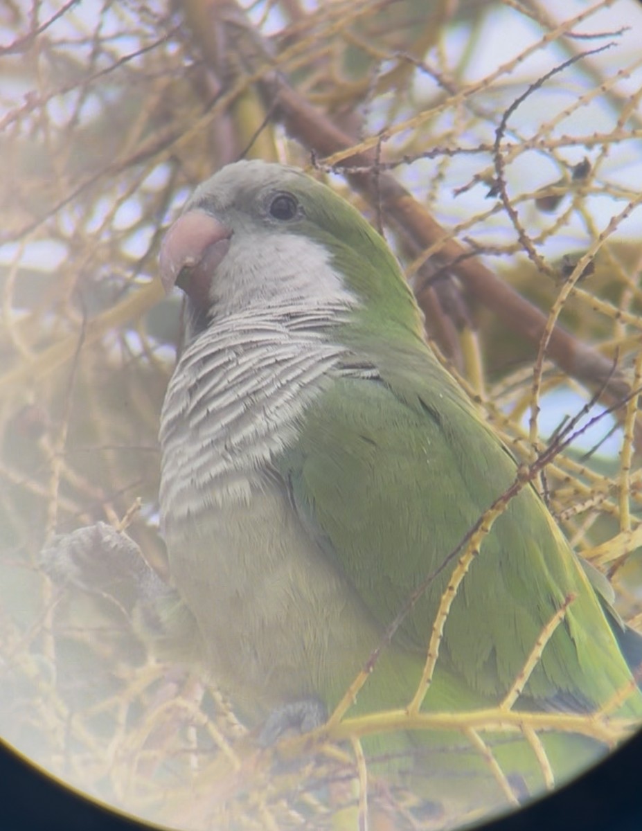Monk Parakeet - ML645283285