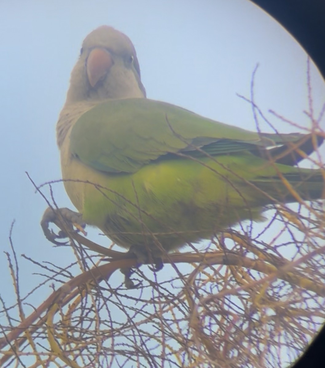Monk Parakeet - ML645283288