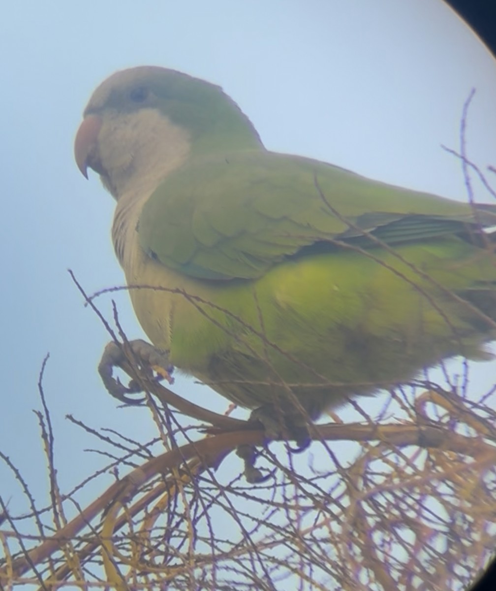 Monk Parakeet - ML645283291