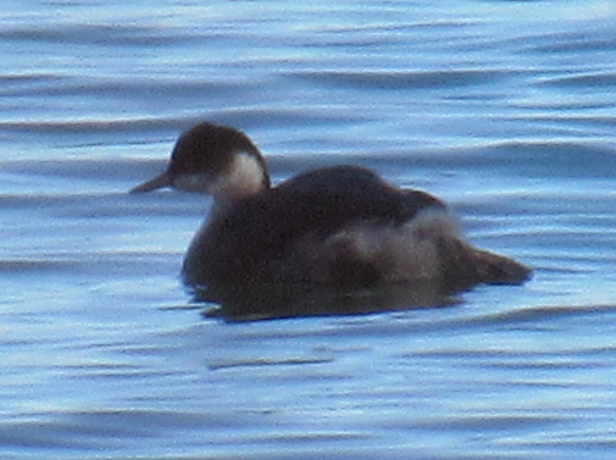 Eared Grebe - ML645283319