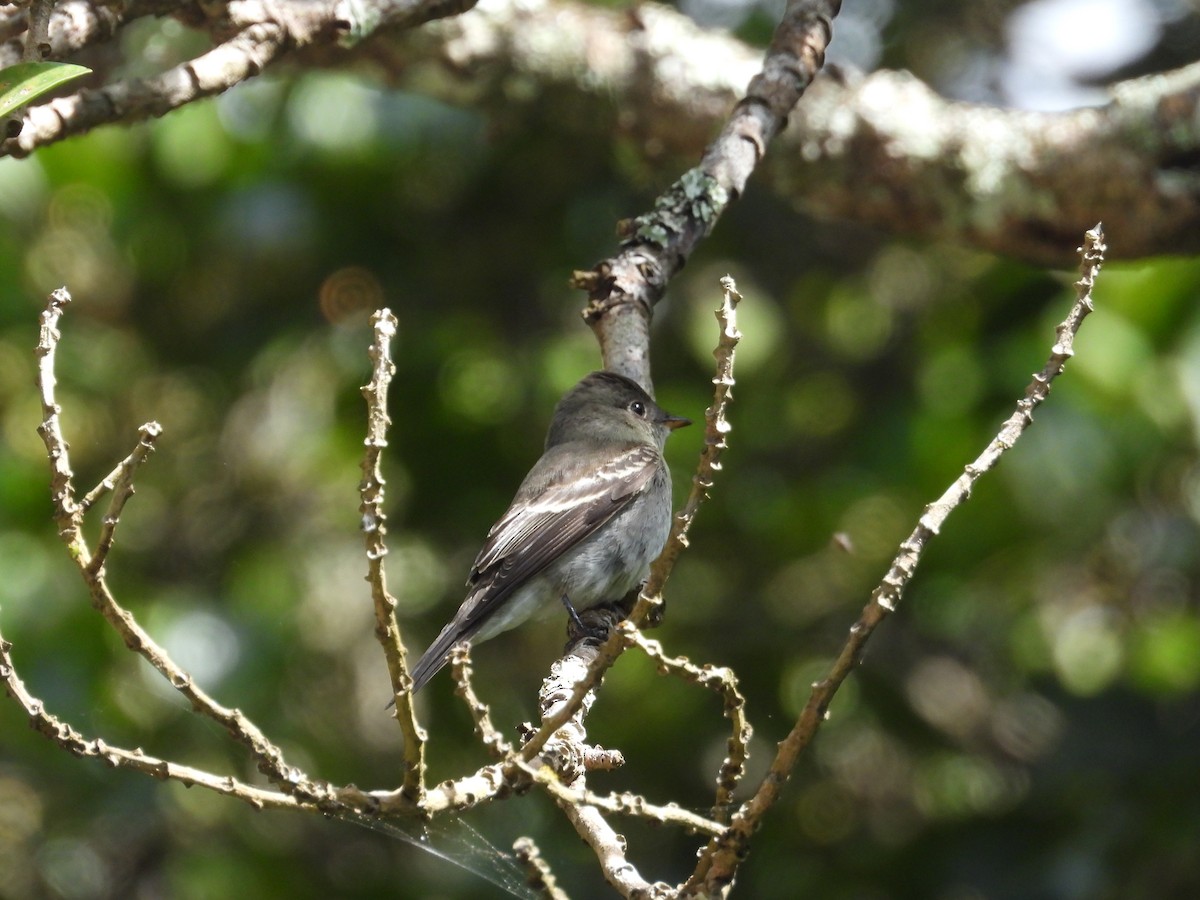 Western/Eastern Wood-Pewee - ML645283321