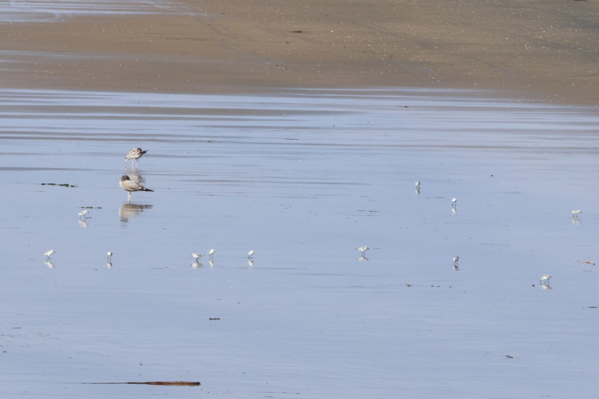 jespák písečný - ML645283324