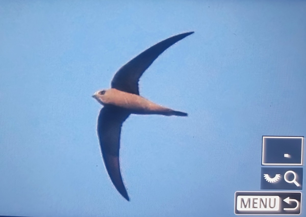 rorýs šupinkový - ML645283327