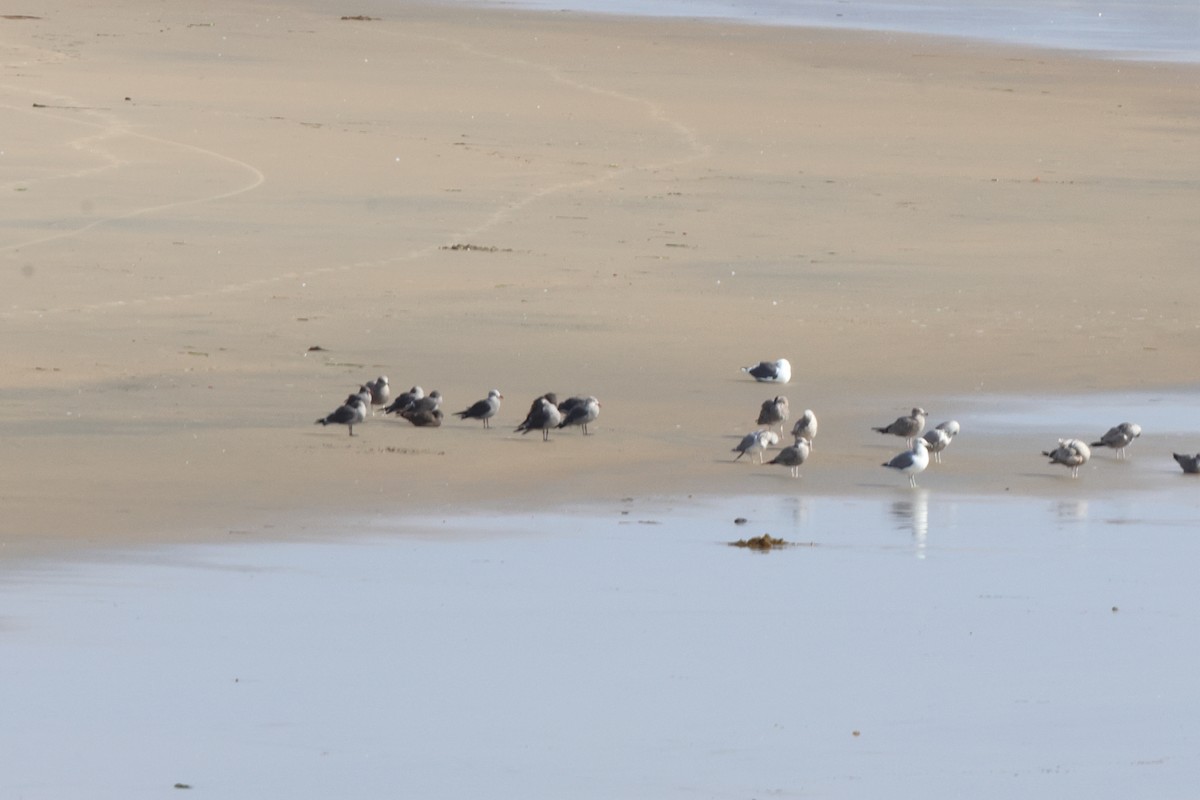 racek mexický - ML645283328