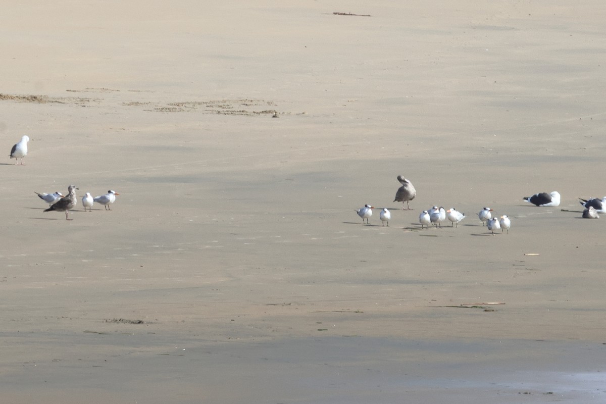 rybák královský - ML645283331