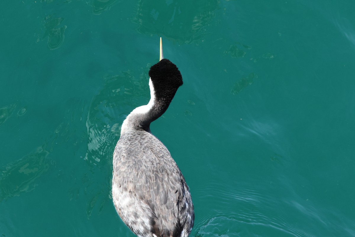 potápka západní - ML645283337