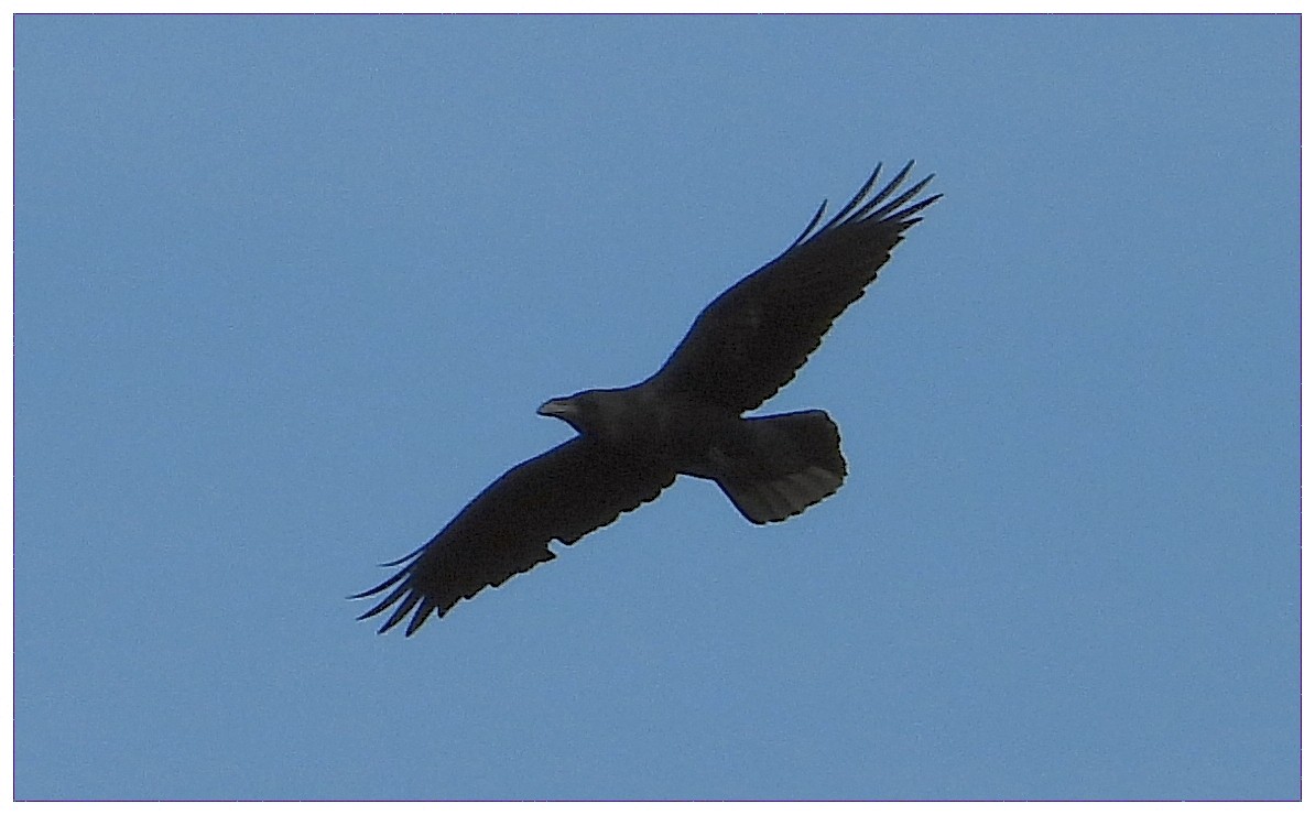 Common Raven - ML645283338