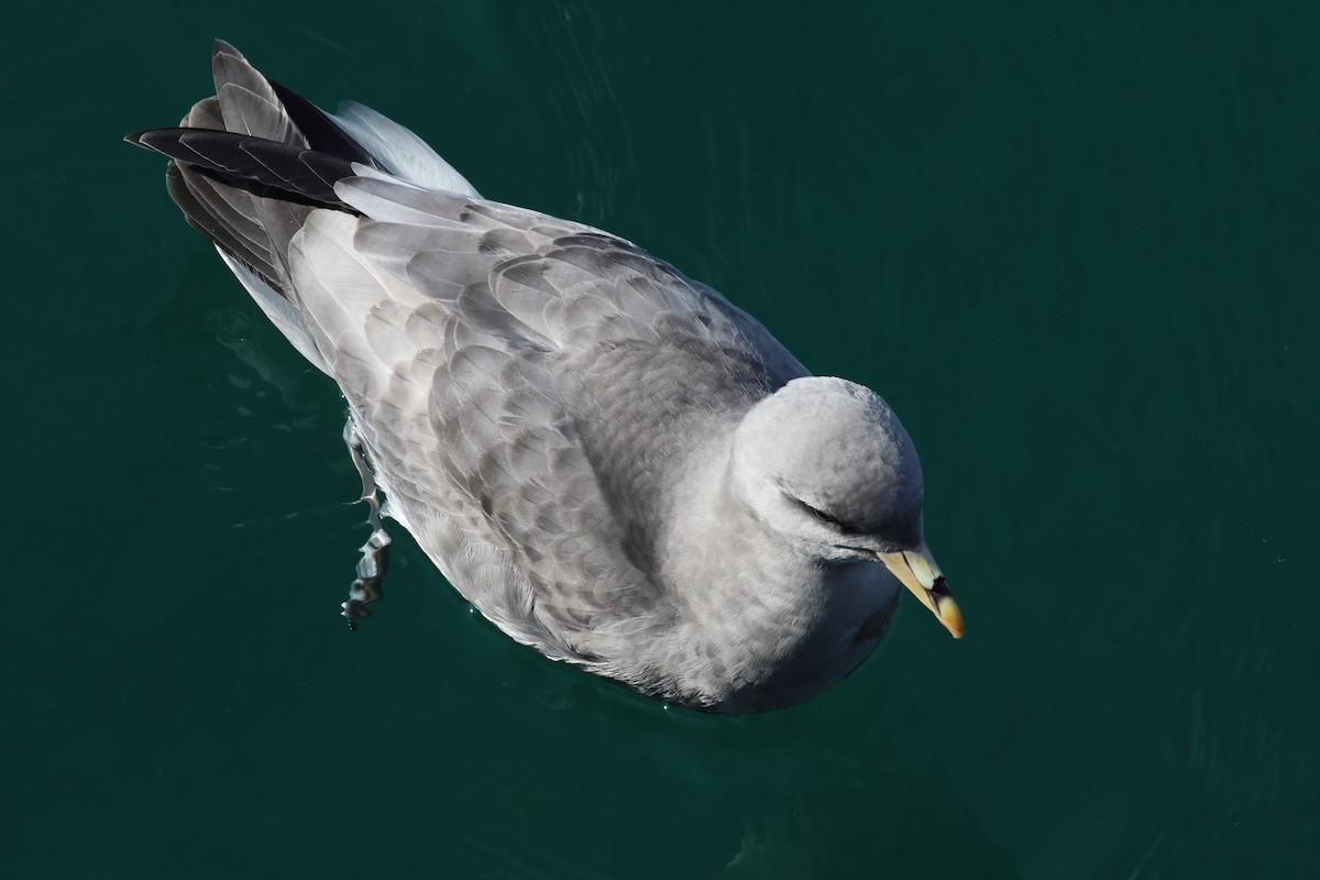 buřňák lední - ML645283340