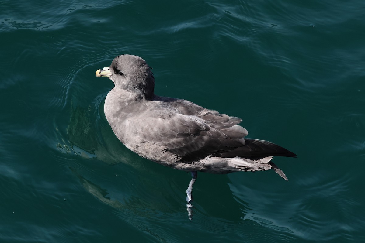 buřňák lední - ML645283341