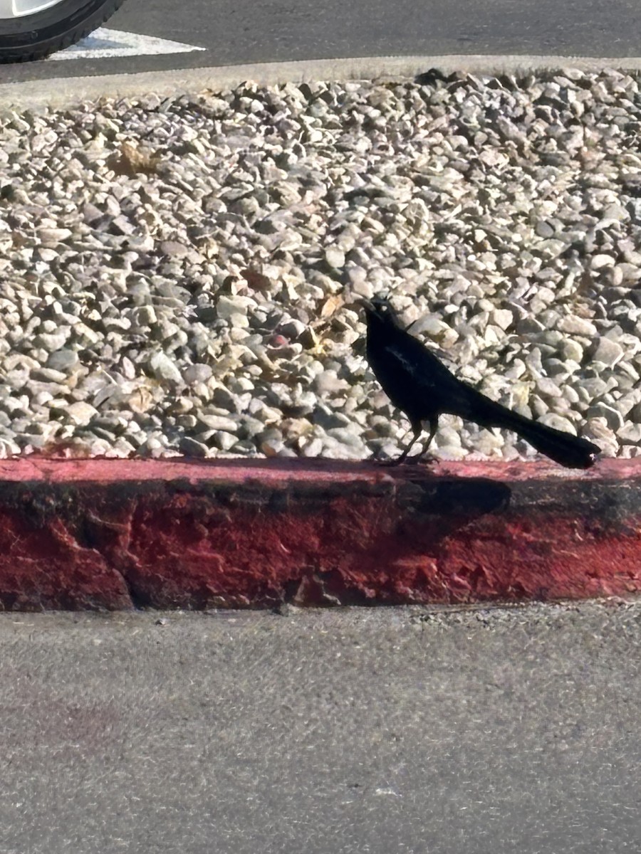 Great-tailed Grackle - ML645283352