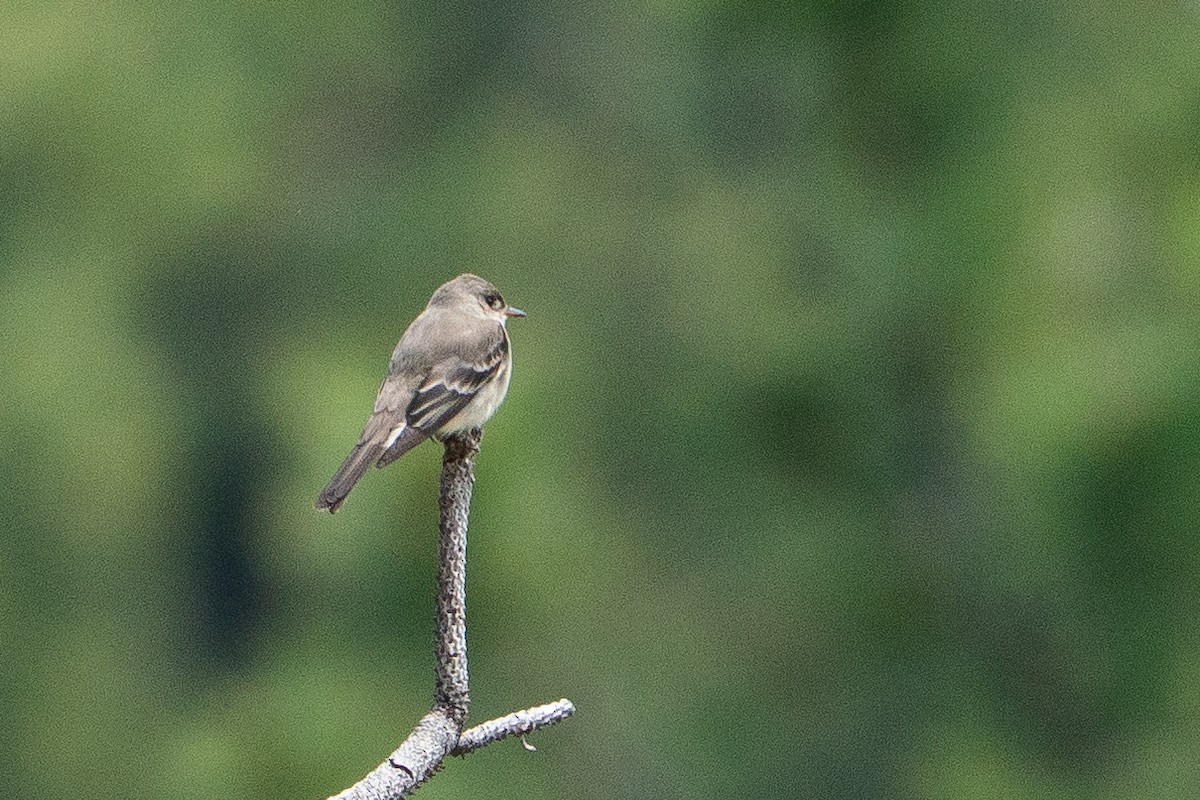 Blasskehl-Schnäppertyrann - ML645283361