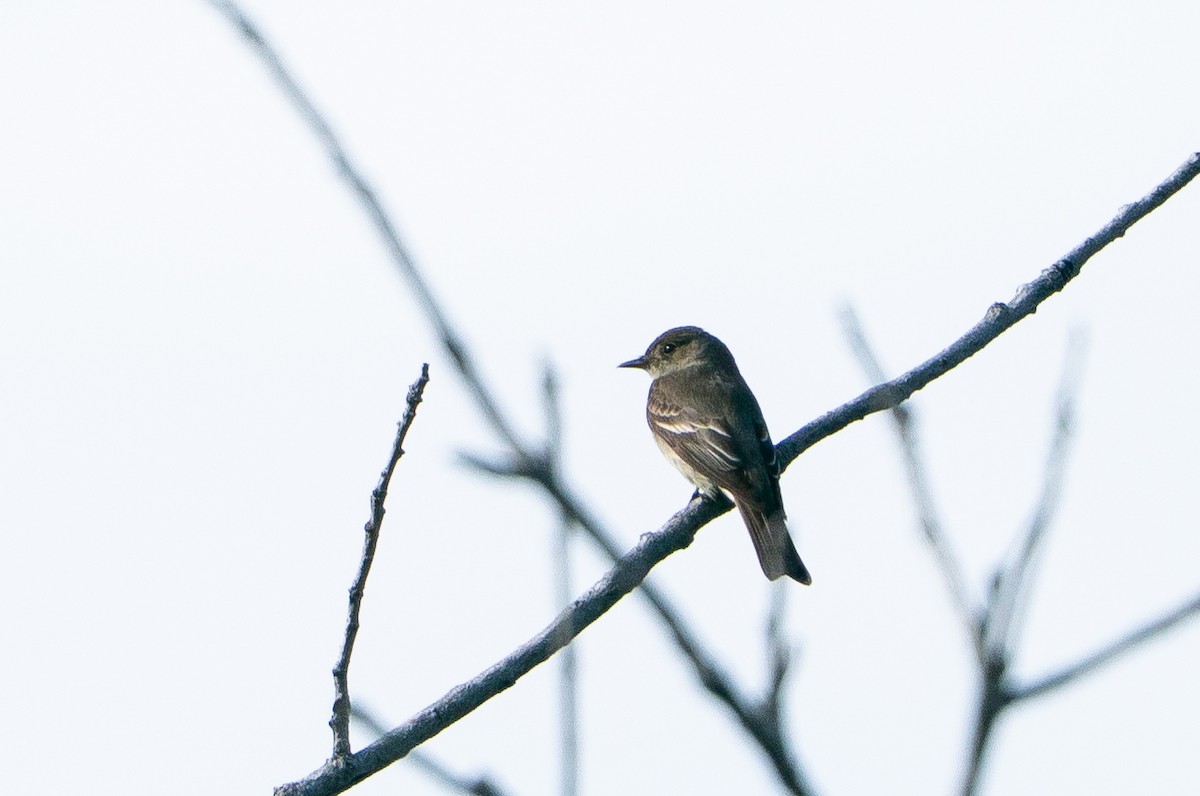 Blasskehl-Schnäppertyrann - ML645283362