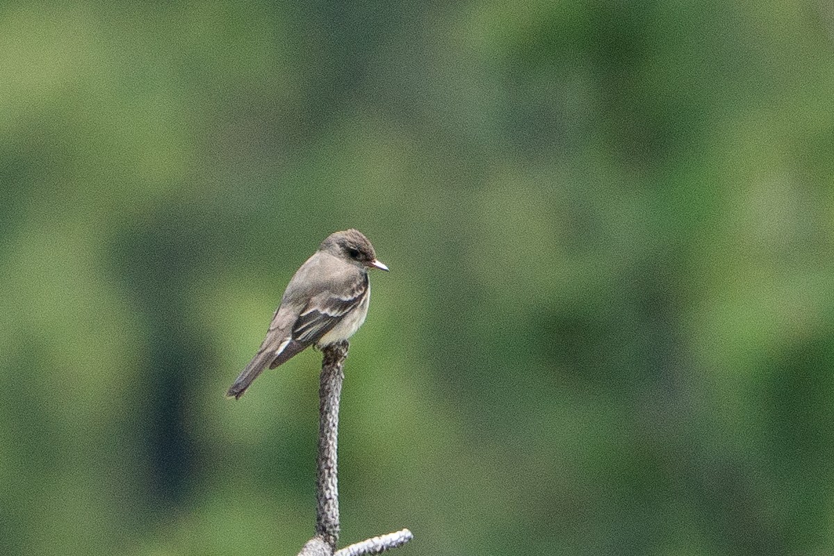 Blasskehl-Schnäppertyrann - ML645283363