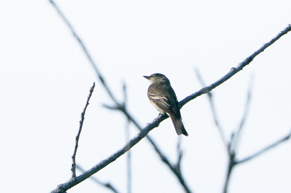 Blasskehl-Schnäppertyrann - ML645283364