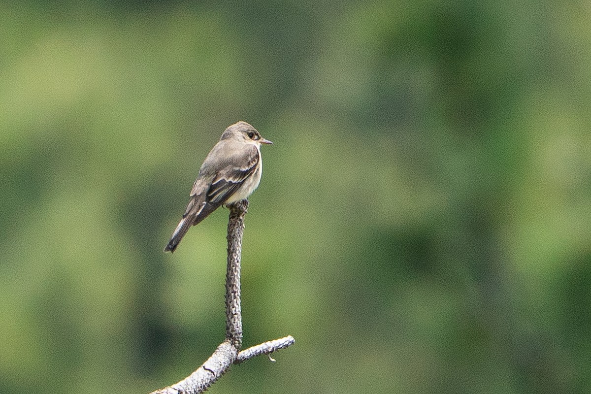 Blasskehl-Schnäppertyrann - ML645283365