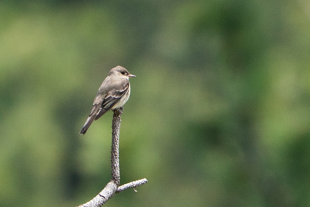 Blasskehl-Schnäppertyrann - ML645283366