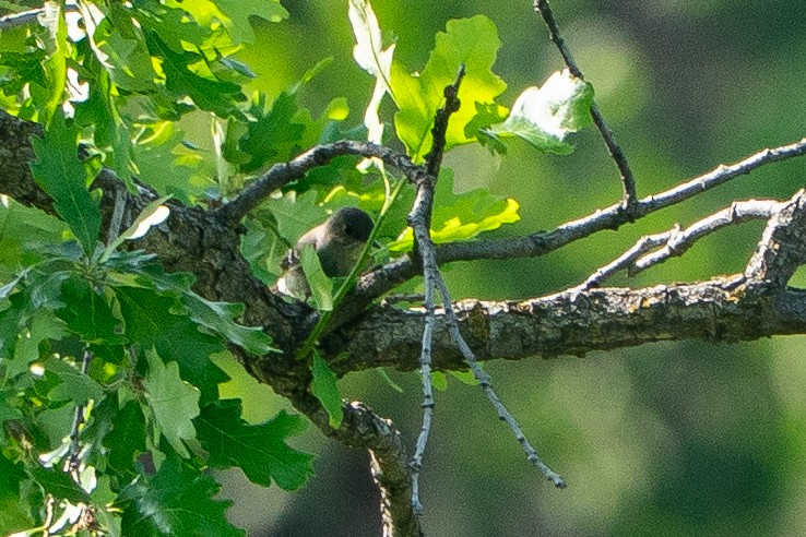 Blasskehl-Schnäppertyrann - ML645283367