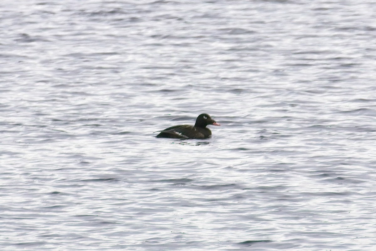 White-winged Scoter - ML645283371