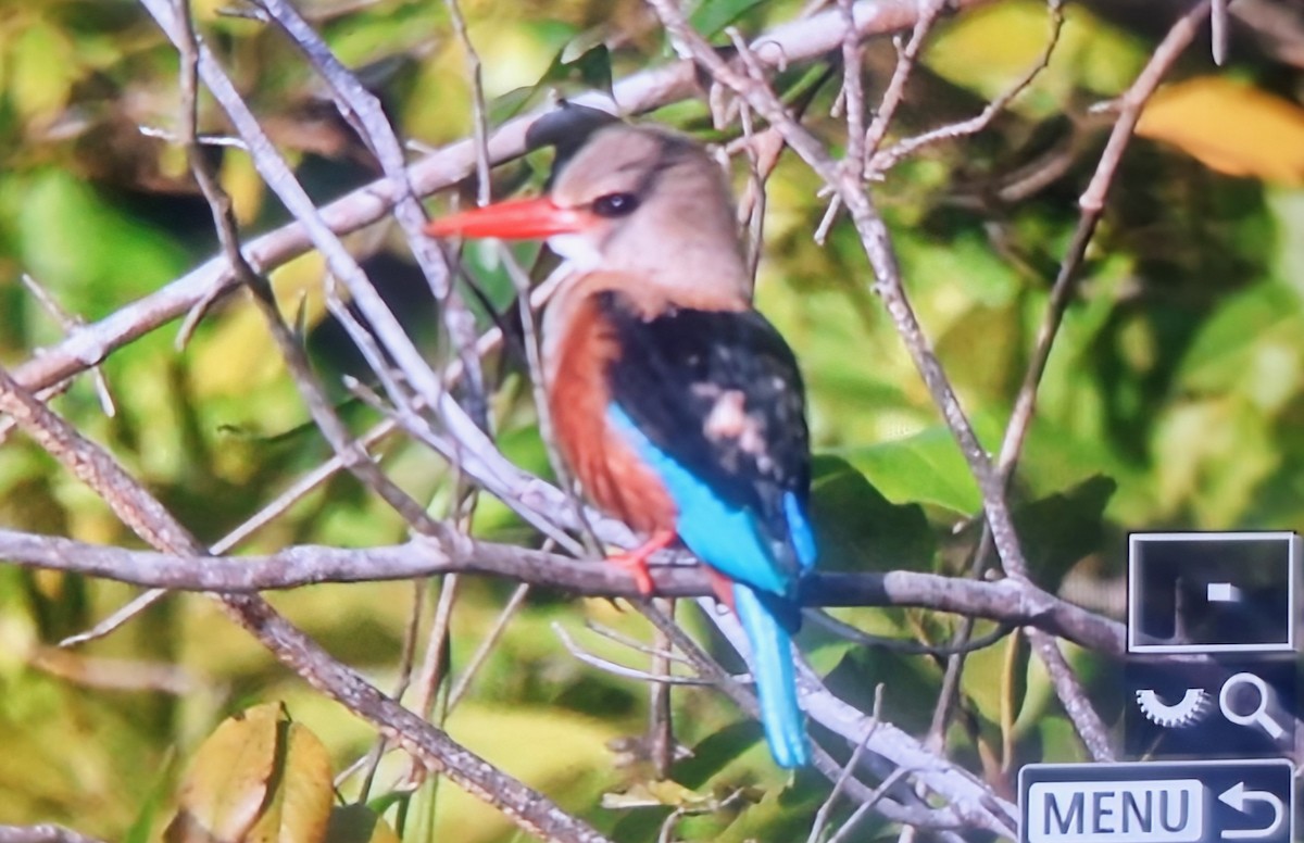 ledňáček šedohlavý - ML645283384