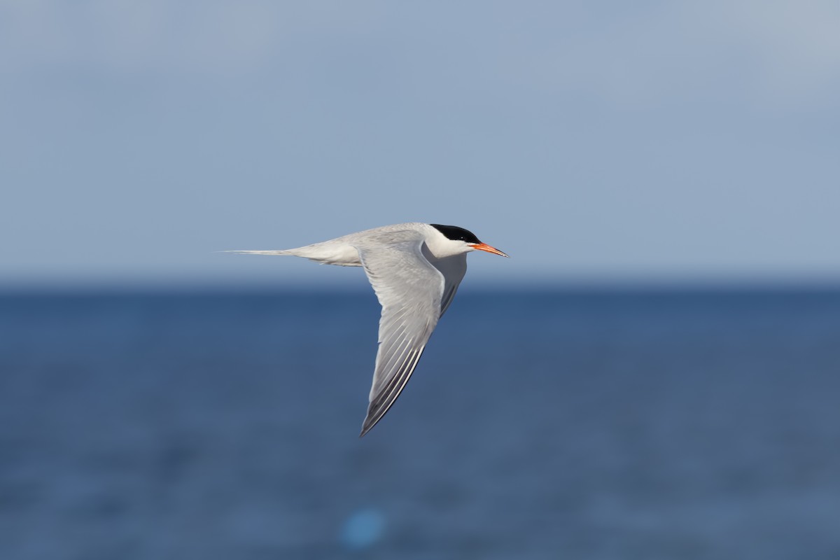 Roseate Tern - ML645283386