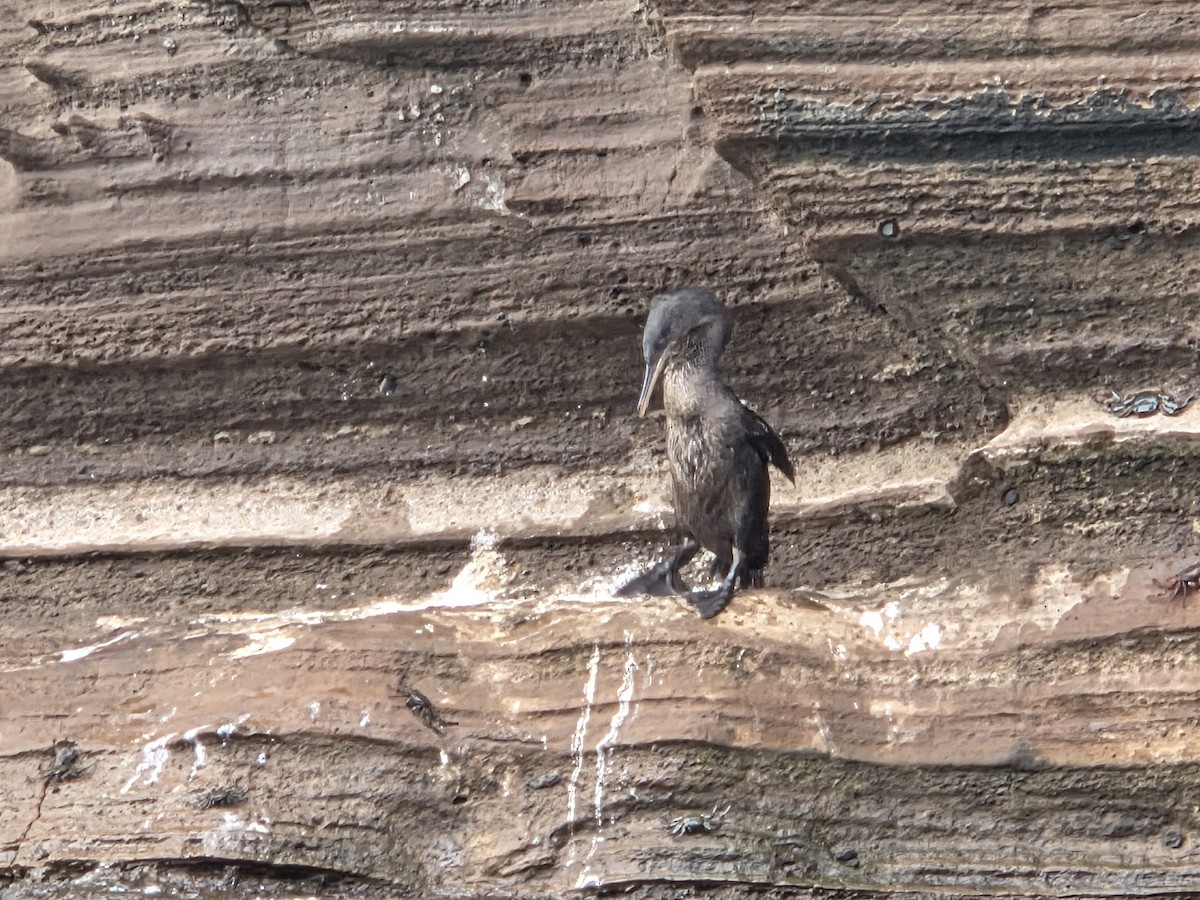 Flightless Cormorant - ML645283392